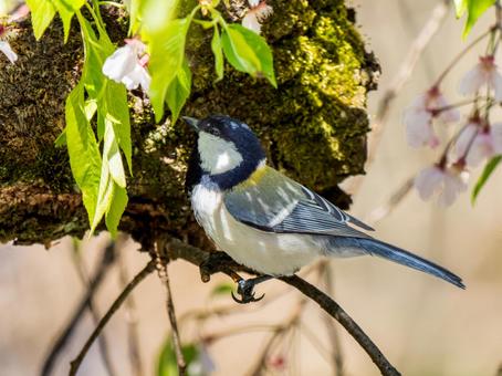 枝にとまるシジュウカラ 枝にとまるシジュウカラの写真