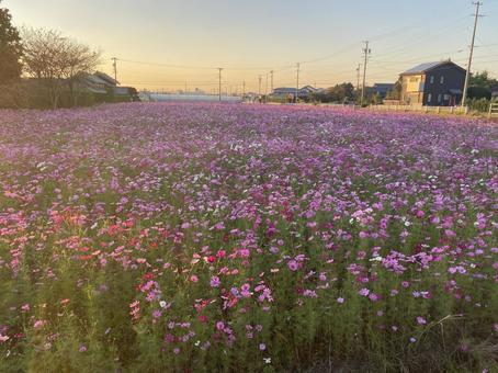 コスモス畑 コスモス畑の写真