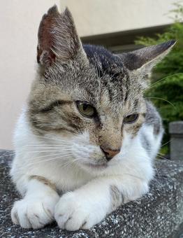 何かを見つめる猫 何かを見つめる猫の写真