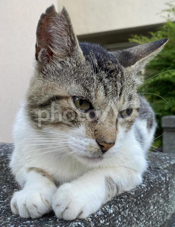 何かを見つめる猫 猫,ねこ,野良猫の写真素材