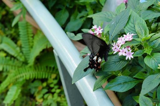 花とシロオビアゲハ 蝶,かわいい,綺麗の写真素材