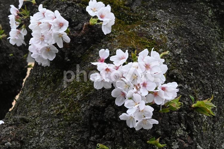 ソメイヨシノの開花 ソメイヨシノ,桜,老木の写真素材