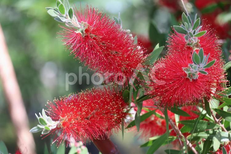 赤いブラシノキの花の咲く枝のアップ 赤い,ブラシノキ,花の写真素材