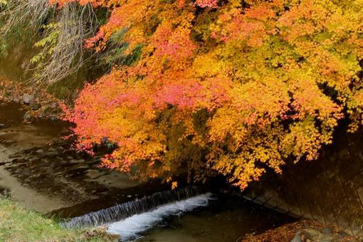 紅葉　長野県　もみじ湖の写真
