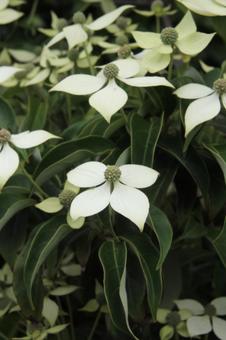 ヤマボウシ 咲く風景 ヤマボウシ 咲く風景の写真