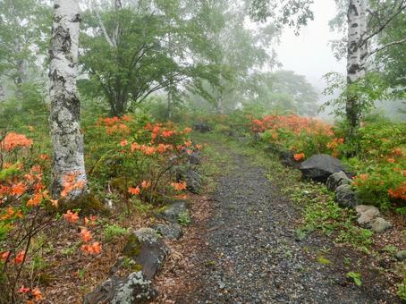Misty birch forest and rhododendrons, JPG Misty birch forest and rhododendrons, JPG