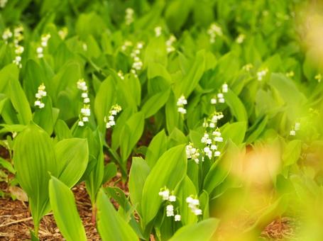 スズラン 5月の花 スズラン 5月の花 スズラン,すずらん,5月の写真素材