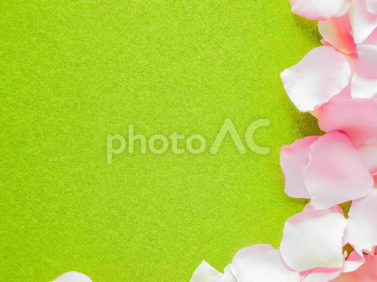 フラワーフレーム 花びら,散る,バラの写真素材