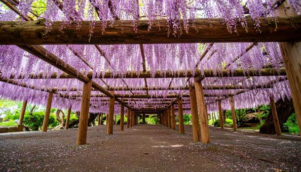 藤棚に咲く満開の藤の花 藤棚に咲く満開の藤の花の写真