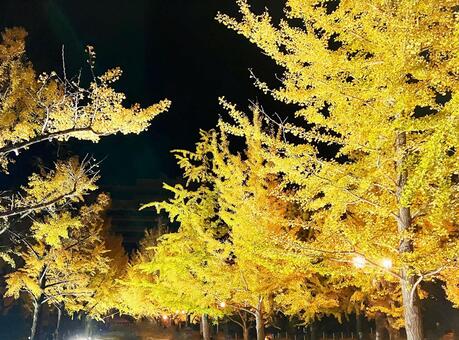 夜の紅葉　イチョウの木 イチョウ,イチョウ並木,夜の紅葉の写真素材