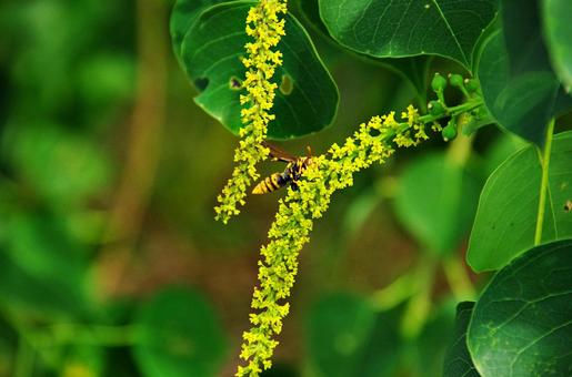 ナンキンハゼの花にとまるアシナガバチ ナンキンハゼの花にとまるアシナガバチの写真