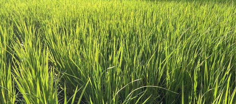 稲穂 稲穂 夏,田んぼ,たんぼの写真素材