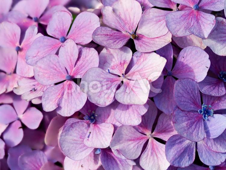 公園に咲く青紫の紫陽花のアップ 青紫色,青紫,紫の写真素材