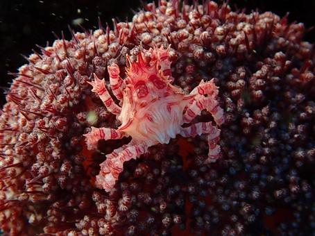 イソコンペイトウガニ  イソコンペイトウガニ,カニ,マクロの写真素材