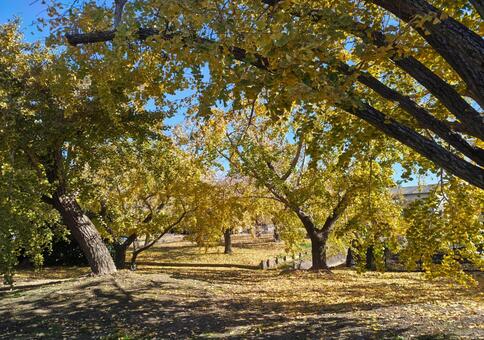 祖父江の銀杏５ イチョウ,秋,青空の写真素材