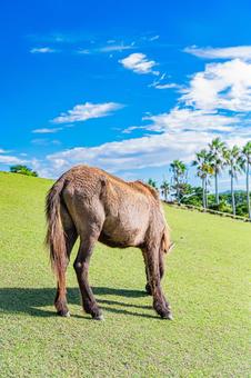 鹿児島　開聞山麓自然公園（トカラ馬牧場） 開聞山麓自然公園,トカラ馬牧場,開聞岳の写真素材
