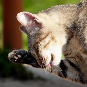 猫 猫の写真