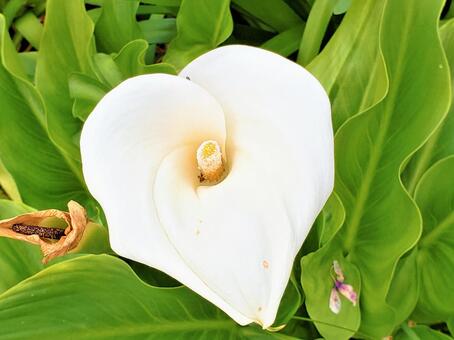 白いお花 白いお花の写真
