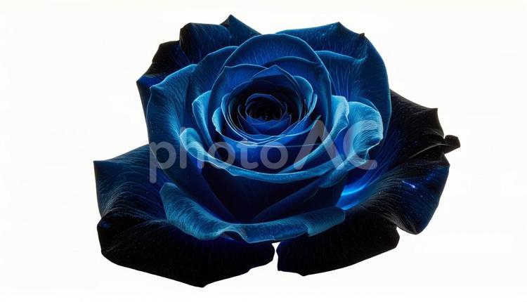 深い青のバラのクローズアップ（背景透過） ブルーローズ,薔薇,花の写真素材