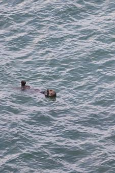 ラッコ 北海道,霧多布岬,可愛いの写真素材