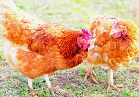 とさかのあるニワトリ地鶏チキン鶏舎養鶏場 とさかのあるニワトリ地鶏チキン鶏舎養鶏場の写真