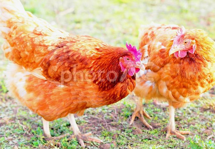 とさかのあるニワトリ地鶏チキン鶏舎養鶏場 地鶏,鶏,にわとりの写真素材