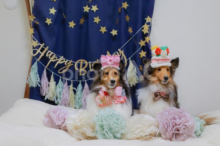 シェルティ 犬,シェルティ,ペットの写真素材