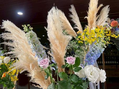 パンパス 花,パンパス,秋の写真素材