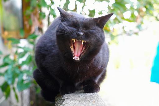 黒猫のあくび 黒猫,あくび,眠いの写真素材