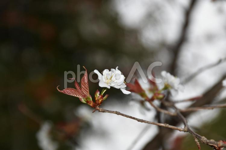 桜（山桜・ヤマザクラ） 桜,山桜,花見の写真素材
