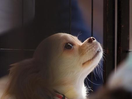ワンコの顔(保護犬) ワンコの顔(保護犬) 犬,チワワ,可愛い犬の写真素材