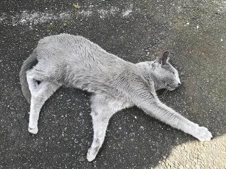 寝転ぶ猫 寝転ぶ猫 猫,灰色の猫,ロシアンブルーの写真素材