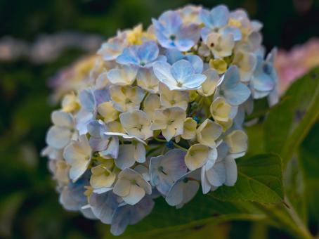 紫陽花 紫陽花,雨,梅雨の写真素材