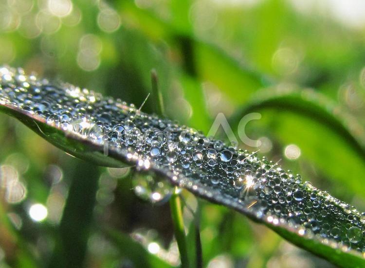 水滴と緑の葉（Water drop） 水滴,雫,すいてきの写真素材