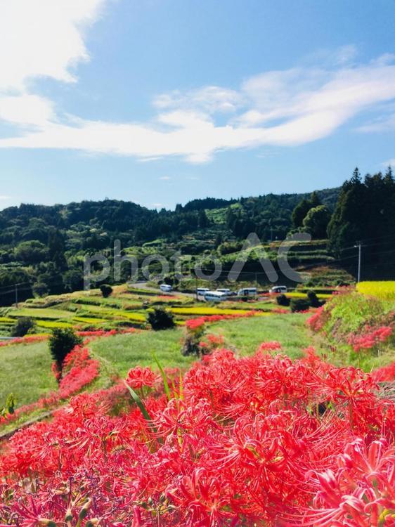 棚田と彼岸花 曼珠沙華,段々畑,花の写真素材