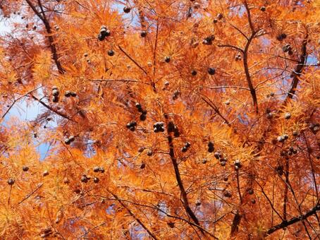 秋の実り 兵庫県,三田市,有馬富士公園の写真素材