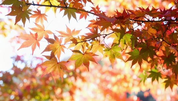 カラフルに色づいたモミジの枝葉 秋の植物 カラフルに色づいたモミジの枝葉 秋の植物の写真
