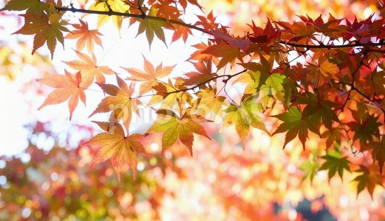 カラフルに色づいたモミジの枝葉　秋の植物 紅葉,もみじ,カラフルの写真素材