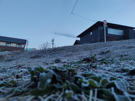 霜が降りた土手の雑草 霜が降りた土手の雑草の写真