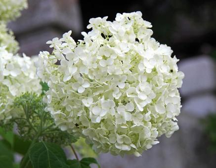 アメリカノリノキ アナベル アメリカノリノキ,亜米利加糊の木,アジサイの写真素材