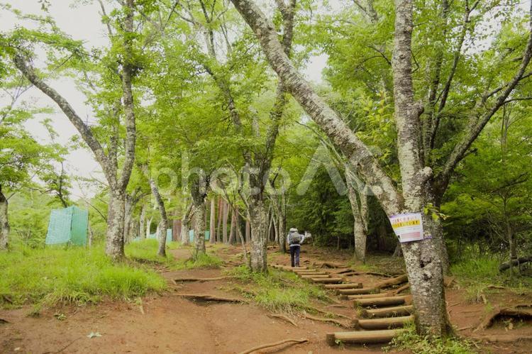新倉山ハイキング　山梨県　2 新倉山,ハイキング,新倉山浅間公園の写真素材