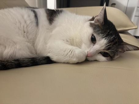 ちょっとぶりっ子してみました 猫,ねこ,catの写真素材