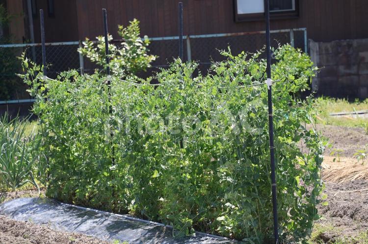 エンドウ豆の植わった家庭菜園 エンドウ豆,植わった,家庭菜園の写真素材