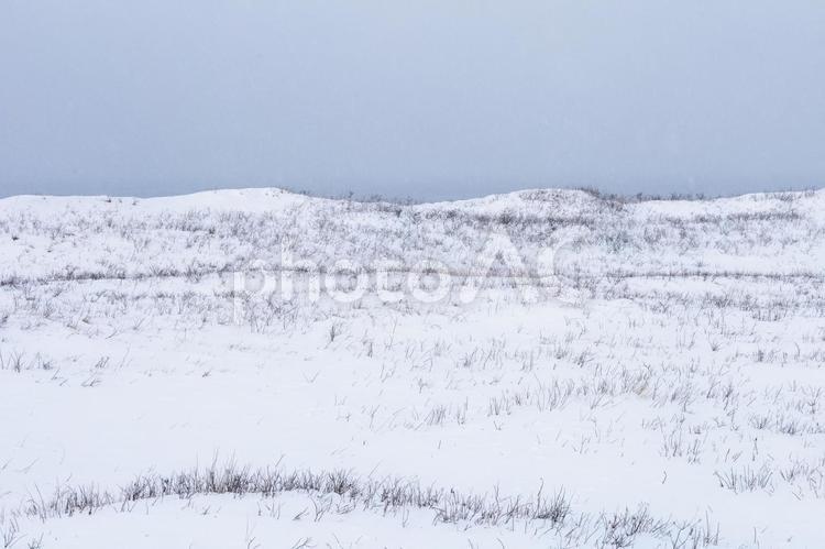 雪に覆われた原野の幻想風景 冬,北海道,草の写真素材