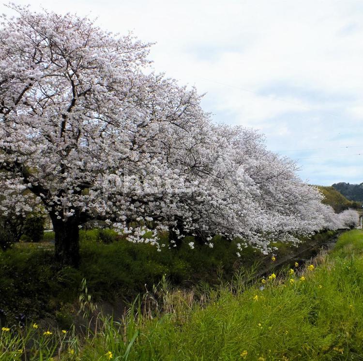 延々と桜並木が美しい季節 桜,桜並木,菜の花の写真素材