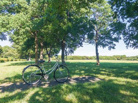 水元公園に自転車が置かれた風景 水元公園に自転車が置かれた風景 水元公園,自転車,木陰の写真素材