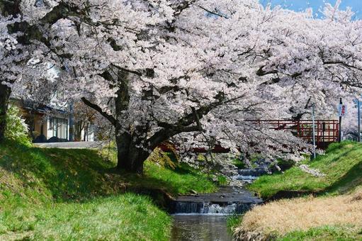 観音寺川の桜並木 観音寺川の桜並木 さくら,桜,サクラの写真素材