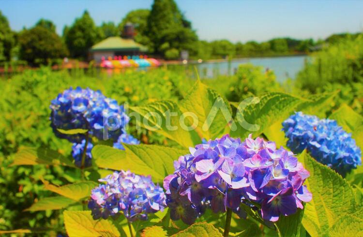 あじさいの季節 紫陽花,梅雨,アジサイの写真素材
