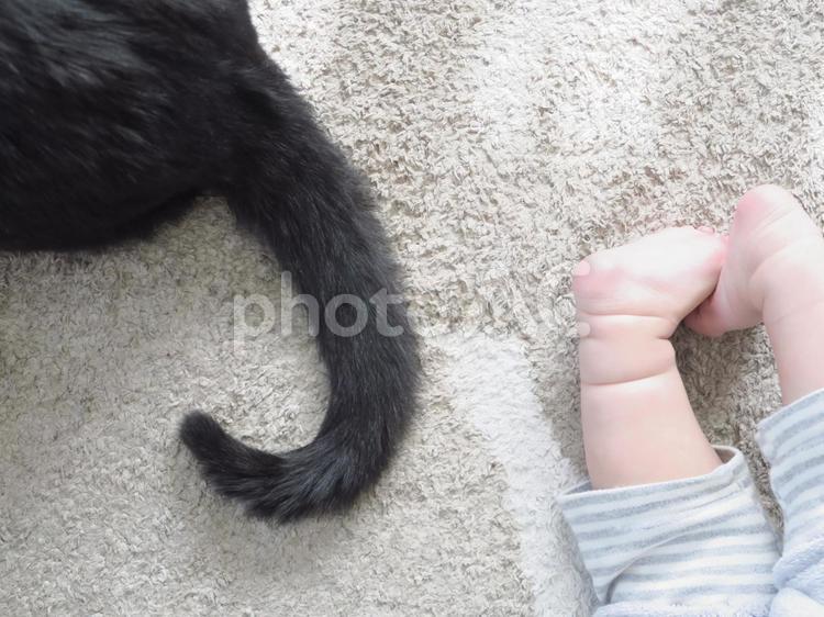 赤ちゃんとねこ 赤ちゃんと猫,猫と,赤ちゃんとペットの写真素材