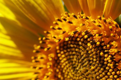 ひまわりのアップの写真